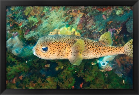 Framed Pufferfish, Scuba Diving, Tukang Besi, Indonesia Print