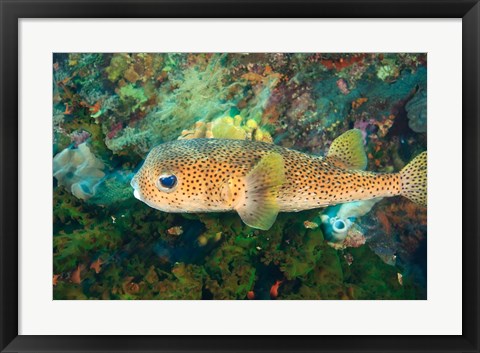 Framed Pufferfish, Scuba Diving, Tukang Besi, Indonesia Print