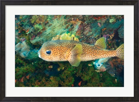 Framed Pufferfish, Scuba Diving, Tukang Besi, Indonesia Print