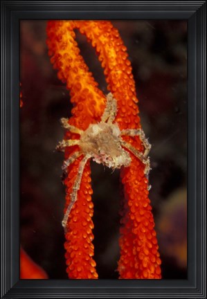 Framed Commensul Crab on Soft Coral, Indonesia Print