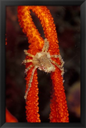 Framed Commensul Crab on Soft Coral, Indonesia Print