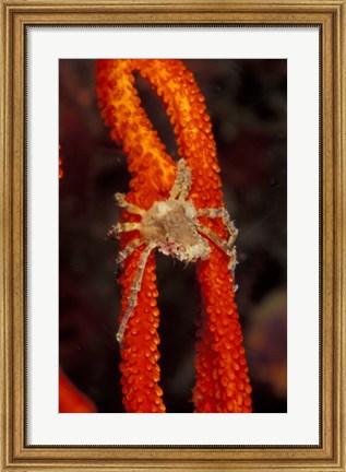 Framed Commensul Crab on Soft Coral, Indonesia Print