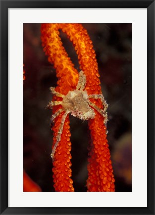 Framed Commensul Crab on Soft Coral, Indonesia Print