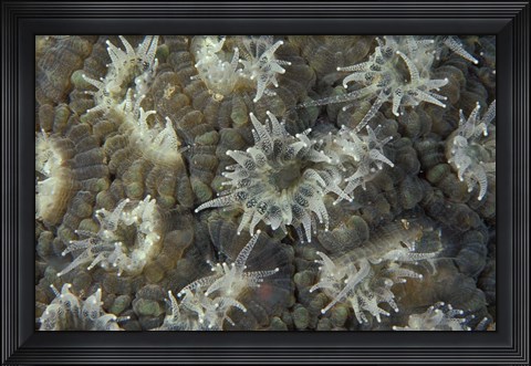 Framed Coral Polyps Feeding, Papua, Indonesia Print