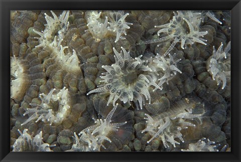 Framed Coral Polyps Feeding, Papua, Indonesia Print