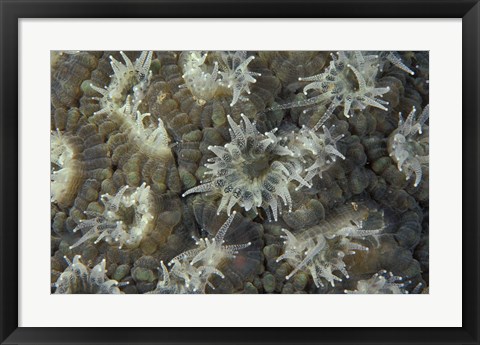 Framed Coral Polyps Feeding, Papua, Indonesia Print