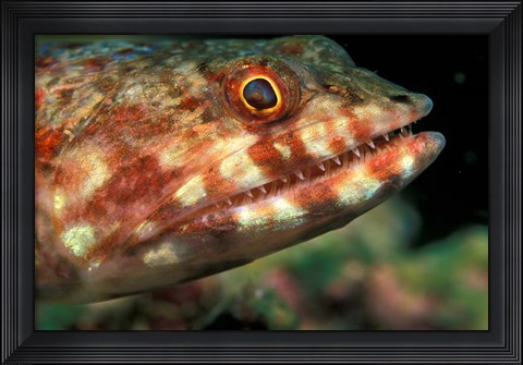 Framed Lizardfish, Indonesia Print