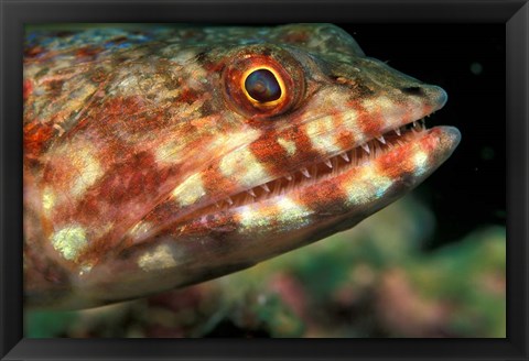 Framed Lizardfish, Indonesia Print