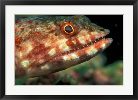 Framed Lizardfish, Indonesia Print