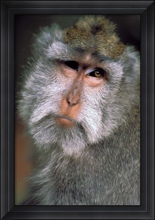 Framed Long Tailed Macaques, Sacred Monkey Forest, Ubud, Bali, Indonesia Print
