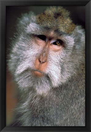 Framed Long Tailed Macaques, Sacred Monkey Forest, Ubud, Bali, Indonesia Print