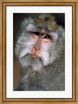 Framed Long Tailed Macaques, Sacred Monkey Forest, Ubud, Bali, Indonesia Print