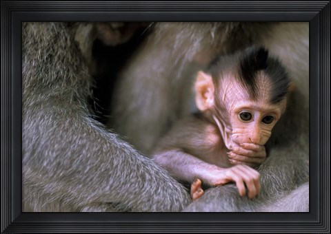 Framed Indonesia, Bali, Ubud, Long tailed macaque Print