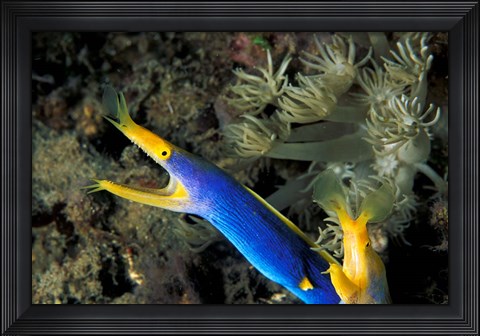 Framed Indonesia, Sulawesi, Blue ribbon eel marine life Print