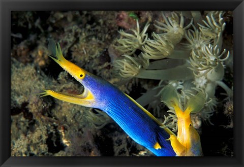 Framed Indonesia, Sulawesi, Blue ribbon eel marine life Print