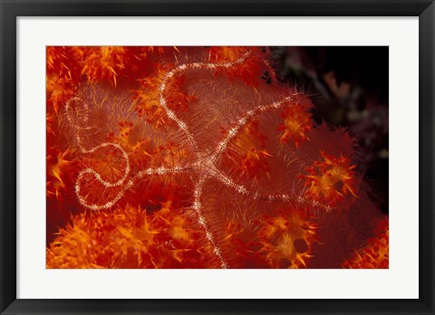 Framed Brittlestar on Soft Coral, Papua, Indonesia Print