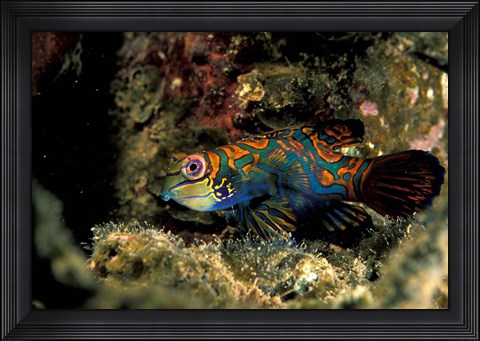 Framed Indonesia, Indo Pacific Mandarinfish Print