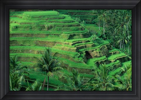 Framed Bali, Tegallalan, Rice Terrace Print