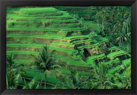 Framed Bali, Tegallalan, Rice Terrace Print