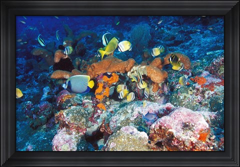 Framed Coral Reefs, Papua, Indonesia Print