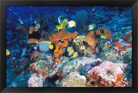 Framed Coral Reefs, Papua, Indonesia Print