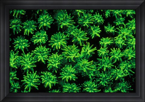 Framed Indonesia, Marine life, Fluorsecense in coral Print
