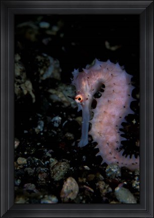 Framed Thorny Seahorse, Indonesia Print