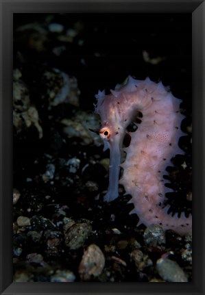 Framed Thorny Seahorse, Indonesia Print