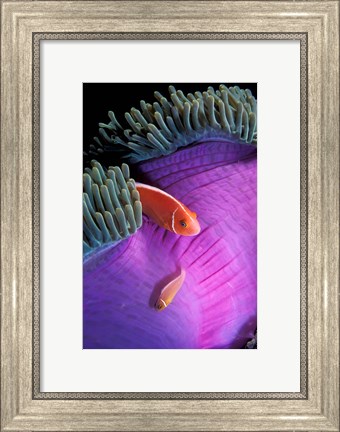 Framed Anemonefish swimming in anemone tent, Indonesia Print