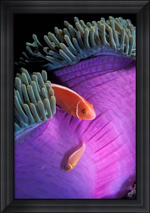 Framed Anemonefish swimming in anemone tent, Indonesia Print