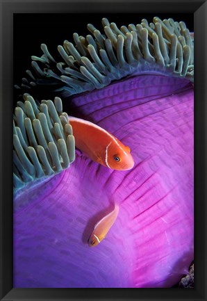 Framed Anemonefish swimming in anemone tent, Indonesia Print