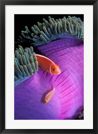 Framed Anemonefish swimming in anemone tent, Indonesia Print