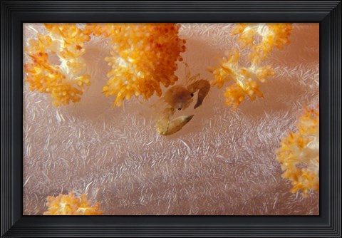 Framed Crab on Soft Coral, Indonesia Print