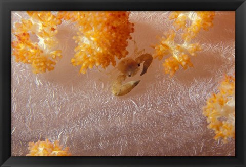 Framed Crab on Soft Coral, Indonesia Print