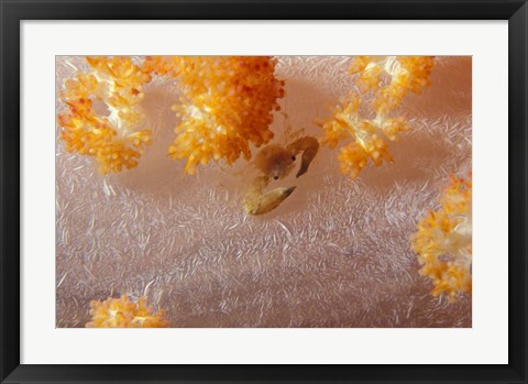 Framed Crab on Soft Coral, Indonesia Print