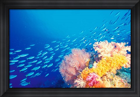 Framed Schooling Fusiliers, Papua, Indonesia Print