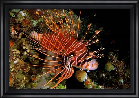 Framed Indonesia, Sulawesi, Spotfin lionfish Print