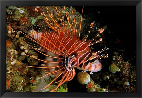 Framed Indonesia, Sulawesi, Spotfin lionfish Print