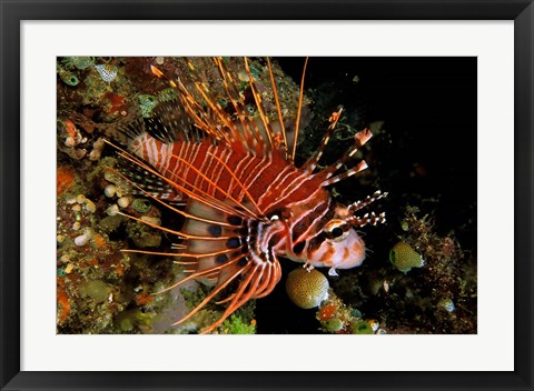Framed Indonesia, Sulawesi, Spotfin lionfish Print