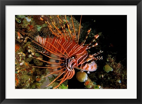 Framed Indonesia, Sulawesi, Spotfin lionfish Print