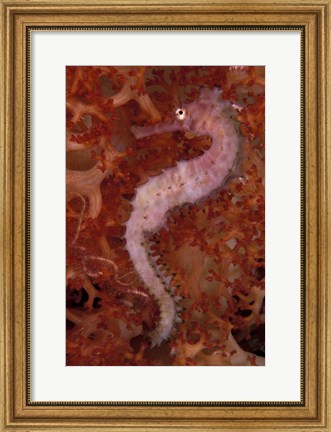 Framed Thorny Seahorse on Soft Coral, Indonesia Print