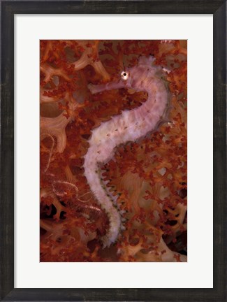 Framed Thorny Seahorse on Soft Coral, Indonesia Print