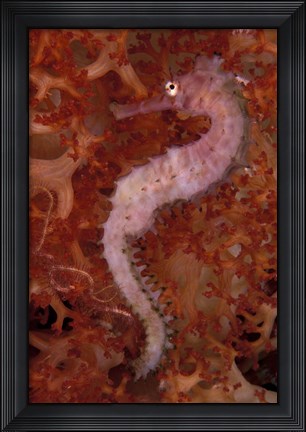 Framed Thorny Seahorse on Soft Coral, Indonesia Print