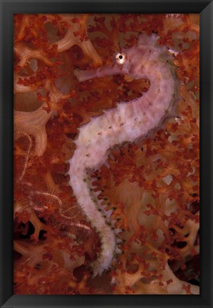 Framed Thorny Seahorse on Soft Coral, Indonesia Print