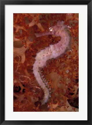 Framed Thorny Seahorse on Soft Coral, Indonesia Print