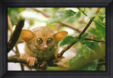 Framed Oceania, Indonesia, Sulawesi Tarsier, Primate Print