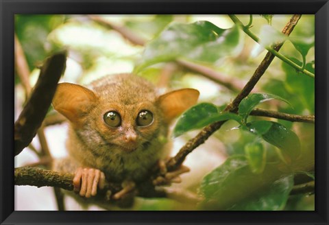 Framed Oceania, Indonesia, Sulawesi Tarsier, Primate Print