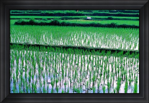 Framed Rice Cultivation, Bali, Indonesia Print