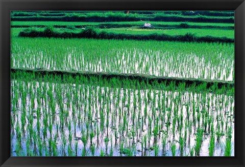 Framed Rice Cultivation, Bali, Indonesia Print