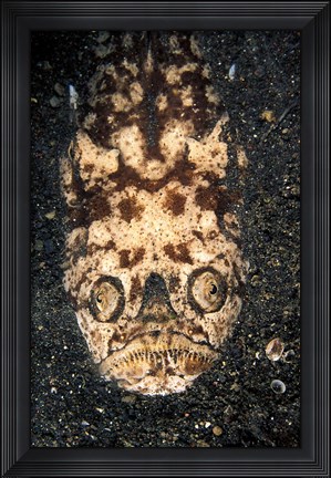 Framed Indonesia, Stargazer (Uranoscopidae sulphureus) Print